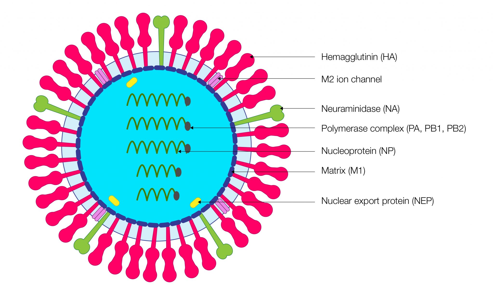 Single-Step Influenza Virus Purification Using an Anion Exchange Resin ...