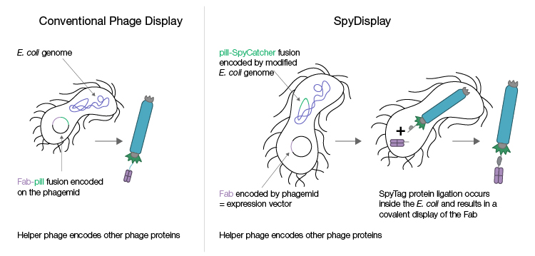 Fig. 2. Conventional phage display and SpyDisplay technologies.