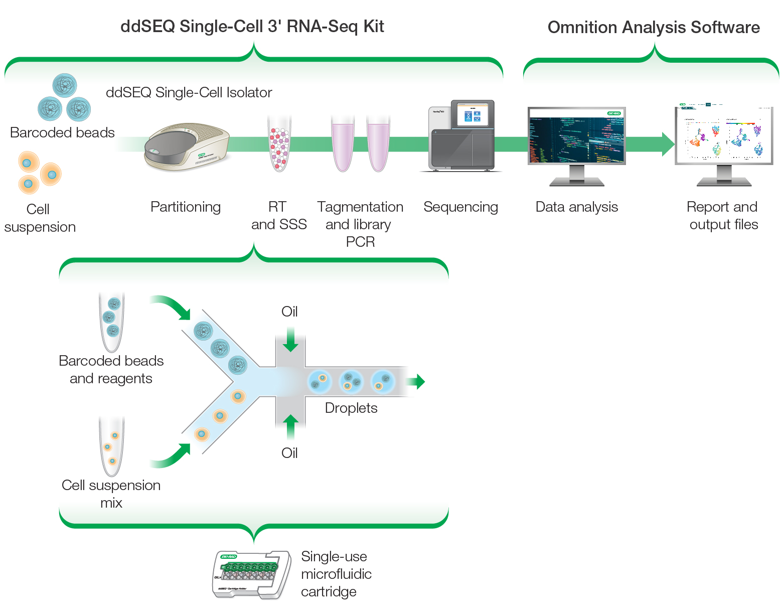 The ddSEQ Single-Cell 3' RNA-Seq Kit workflow