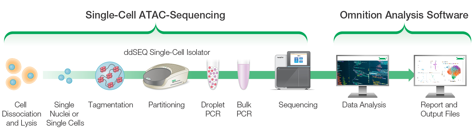 The ddSEQ Single-Cell ATAC-Seq Kit workflow